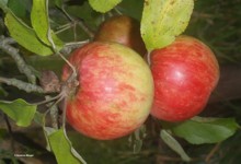 Äpfel, Apfelbaum; Bild U. Ockert LEL