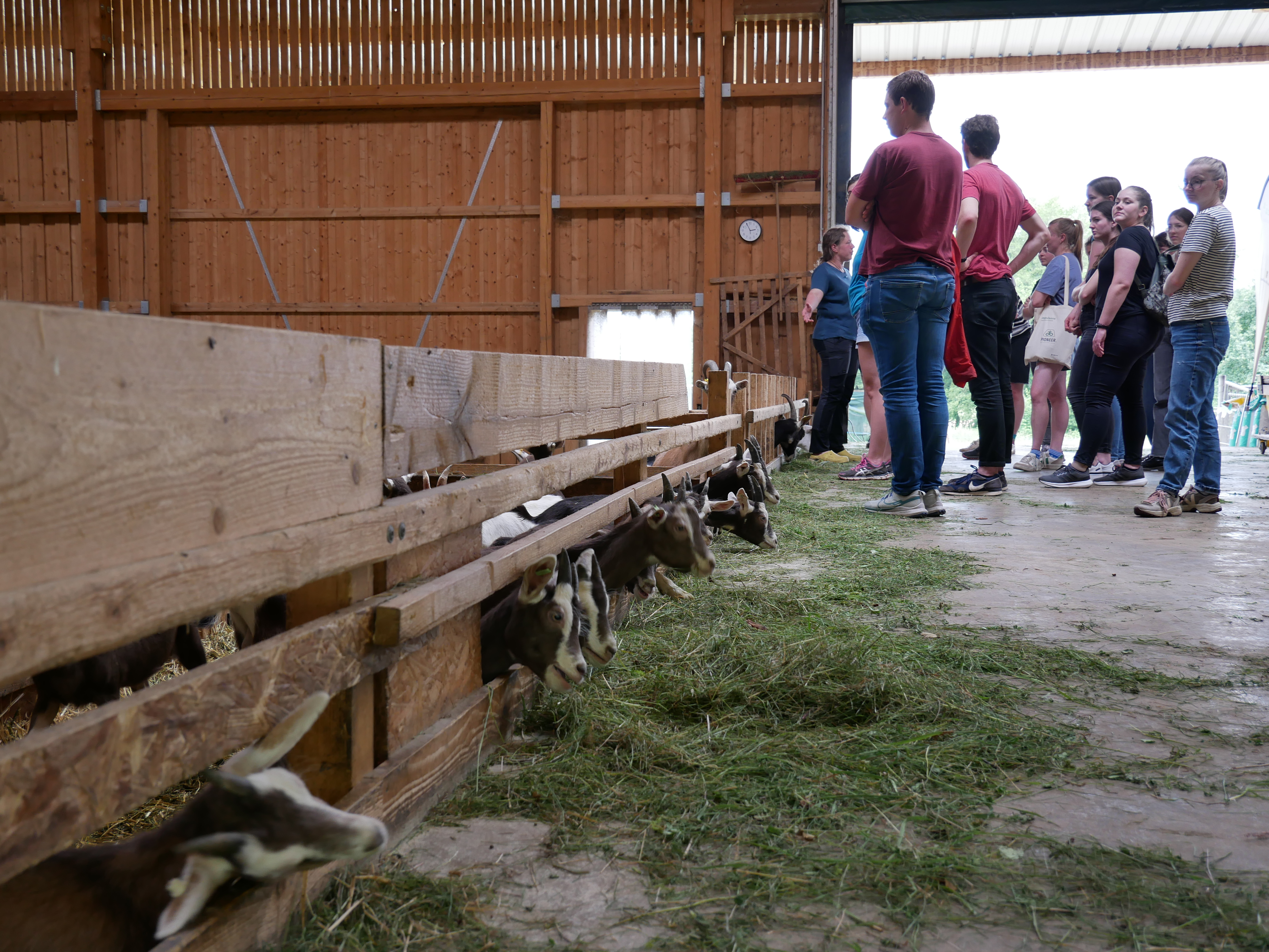 Stallbesuch Ziegenhof Holzer