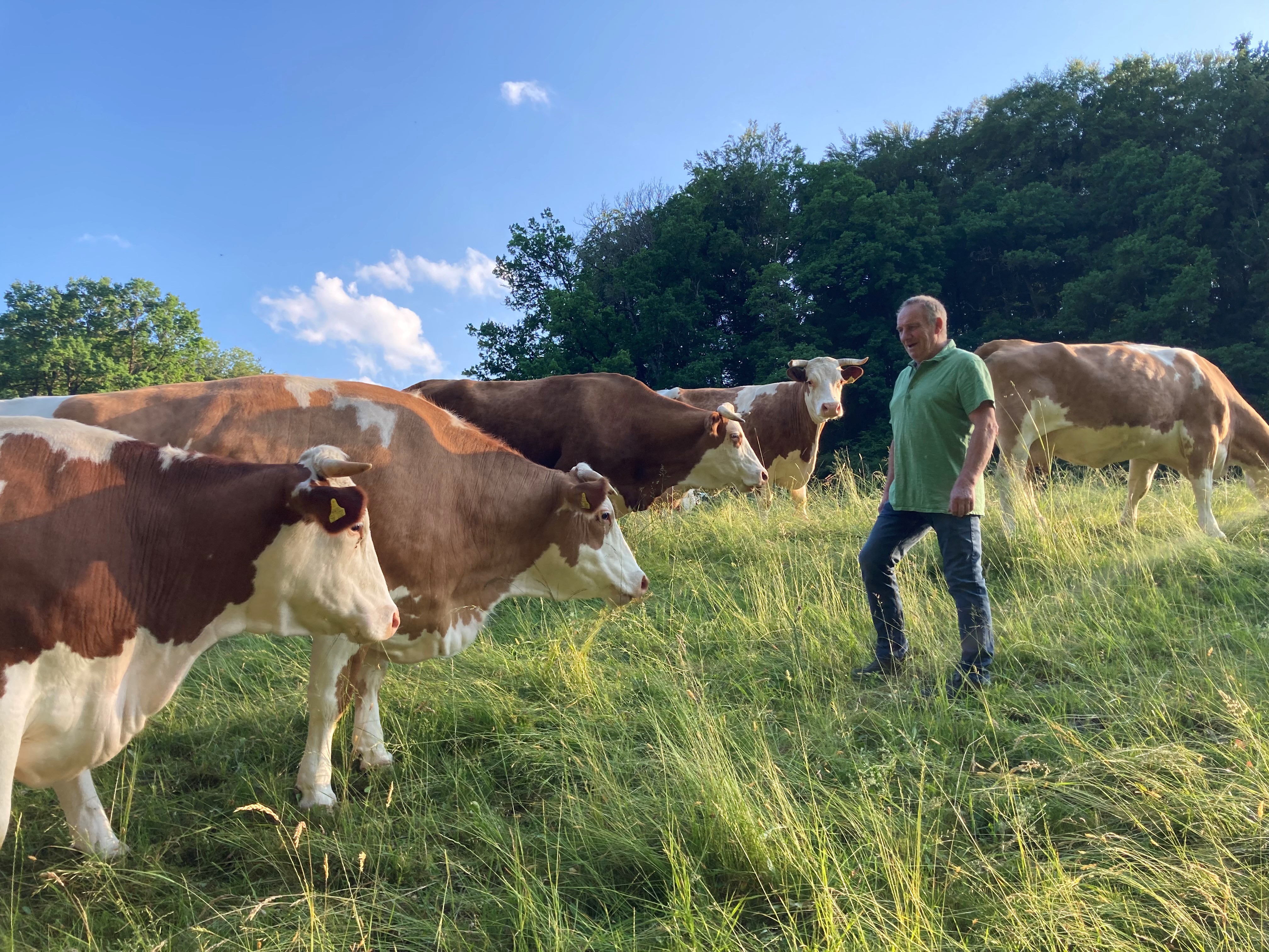 Bauer Heinrich Roser und seine Rinder auf der waldnahen Weide
