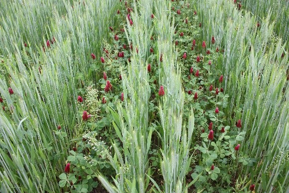 Die Untersaat in den Doppelreihen entwickelte sich bei der Herbstaussaat gut und ging in die Blüte.