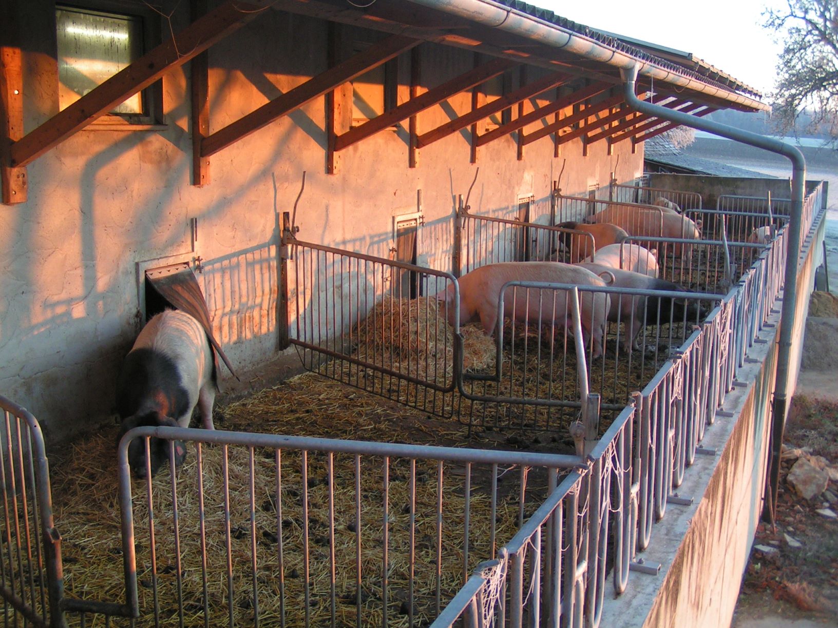 Die Schweineboxen auf dem Hof Lober