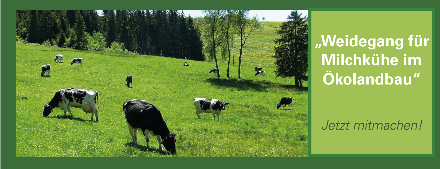 Kühe auf Weide, im Bildhintergrund hügelige Landschaft und Bäume