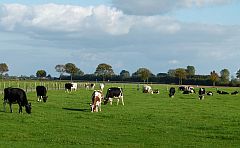 Bio-Kühe auf der Weide