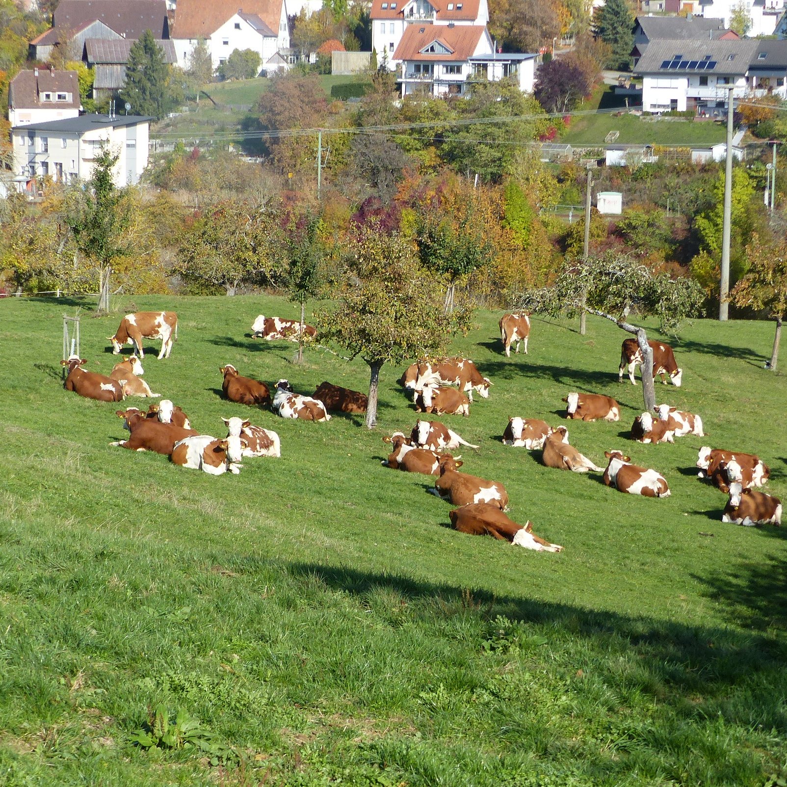 Rinder auf der Weide prägen zunehmend wieder das Landschaftsbild.