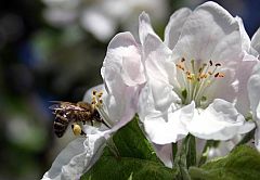 Biene auf eine Blüte