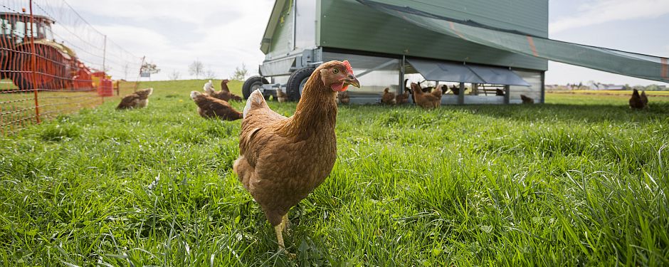 Biohuhn vor Mobilstall