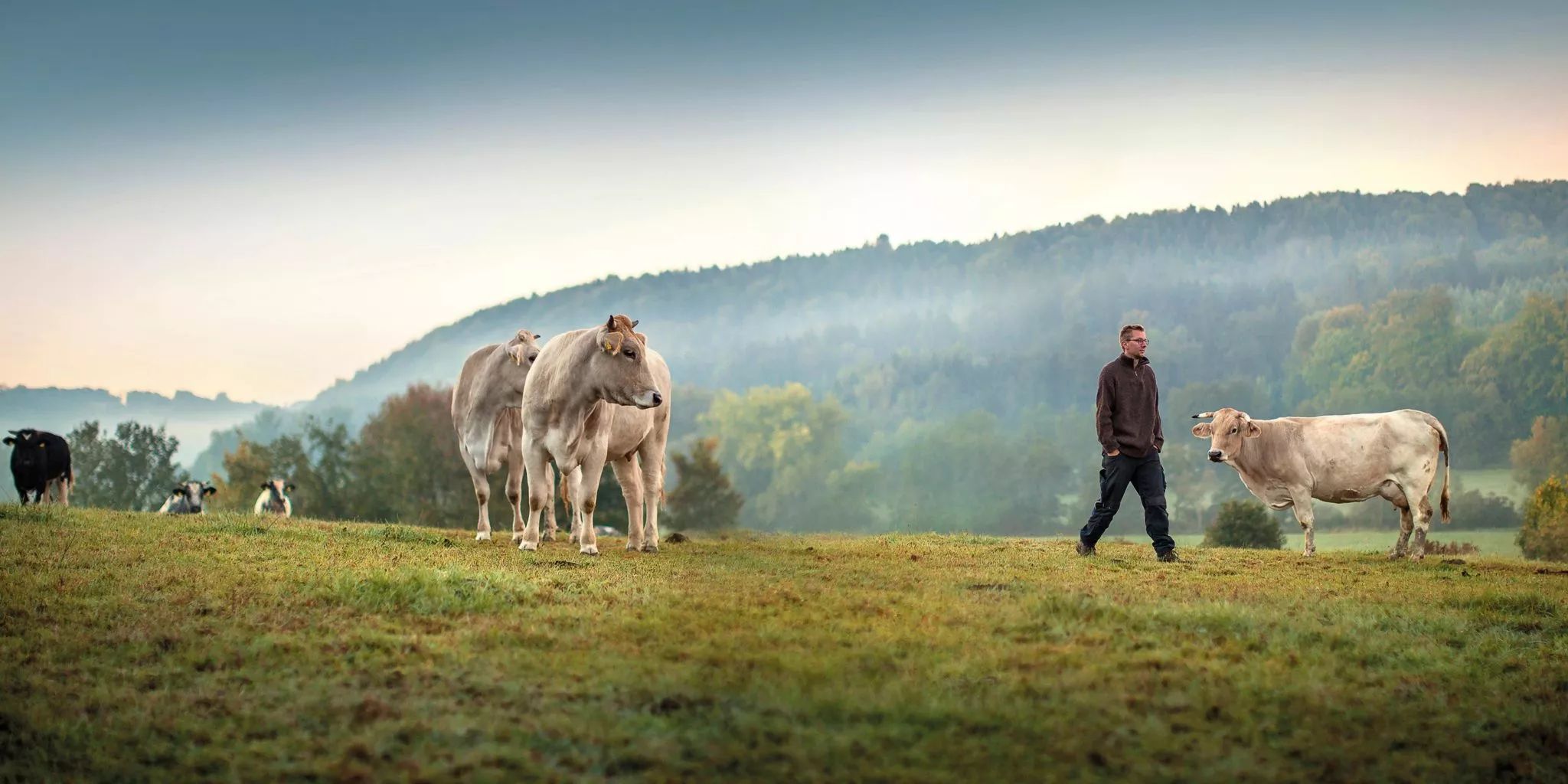 Max Steigmiller mit Kühen auf der Weide