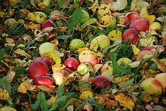 Streuobstäpfel im Gras