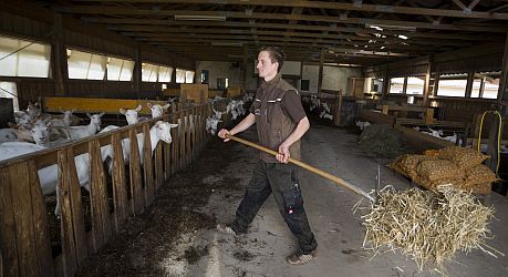 Landwirt beim Füttern seiner Ziegen