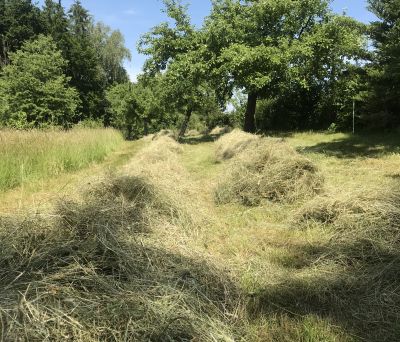 Heurangen in Streuobstwiese - Bild: Mezger/LEL