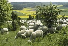Schafe auf Wacholderweide