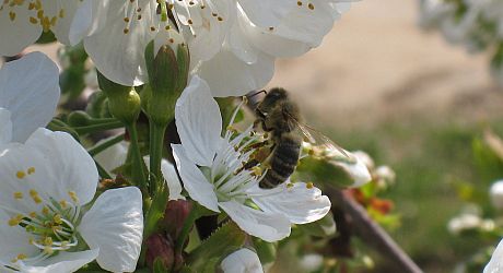 Biene auf Blüte