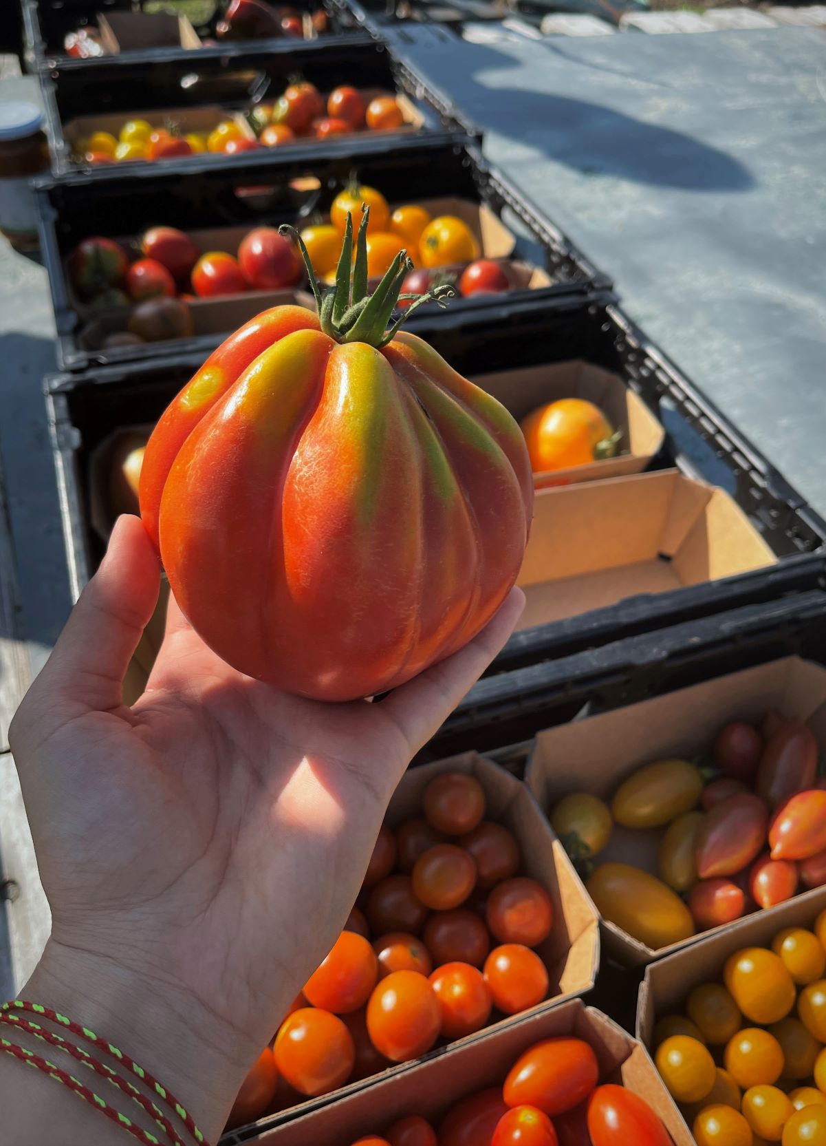 Verschiedenste alte Tomatensorten