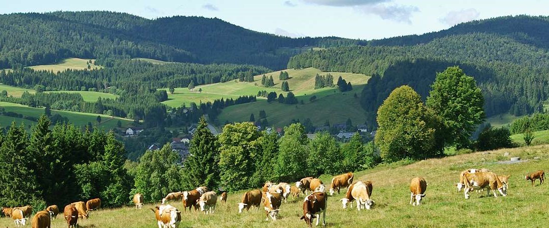 Rinder auf der Weide im Schwarzwald