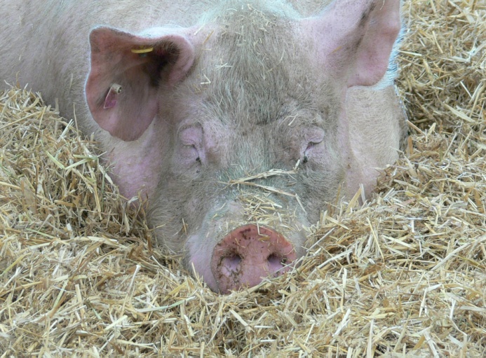 Schwein mit trockenem Einstreu
