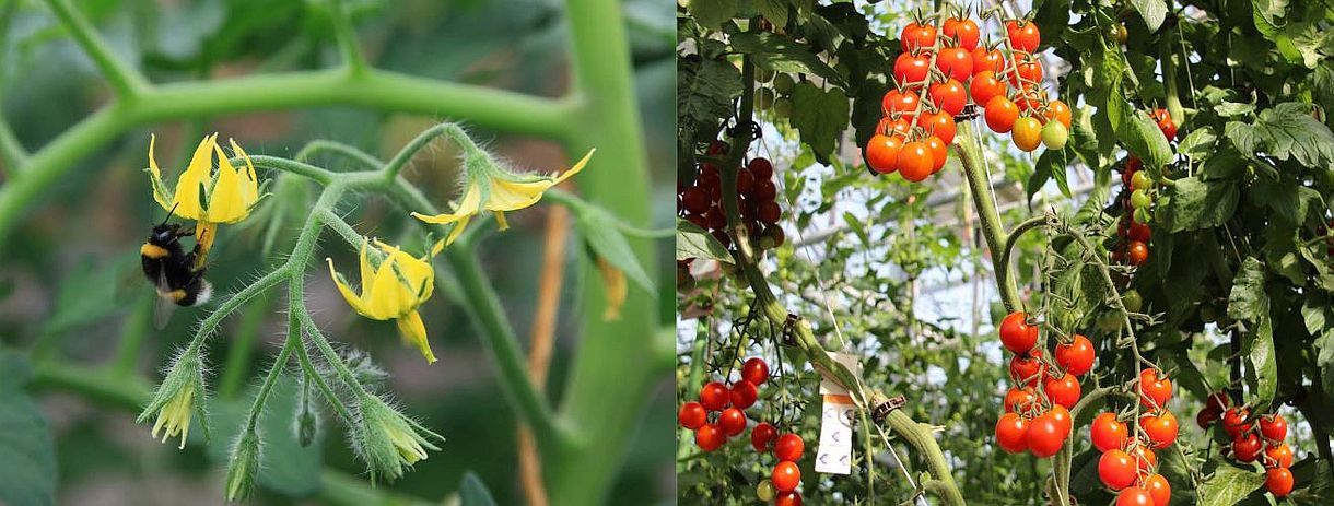Symbolbild zu So geht Bio! - zwei Bilder mit Tomatenpflanzen