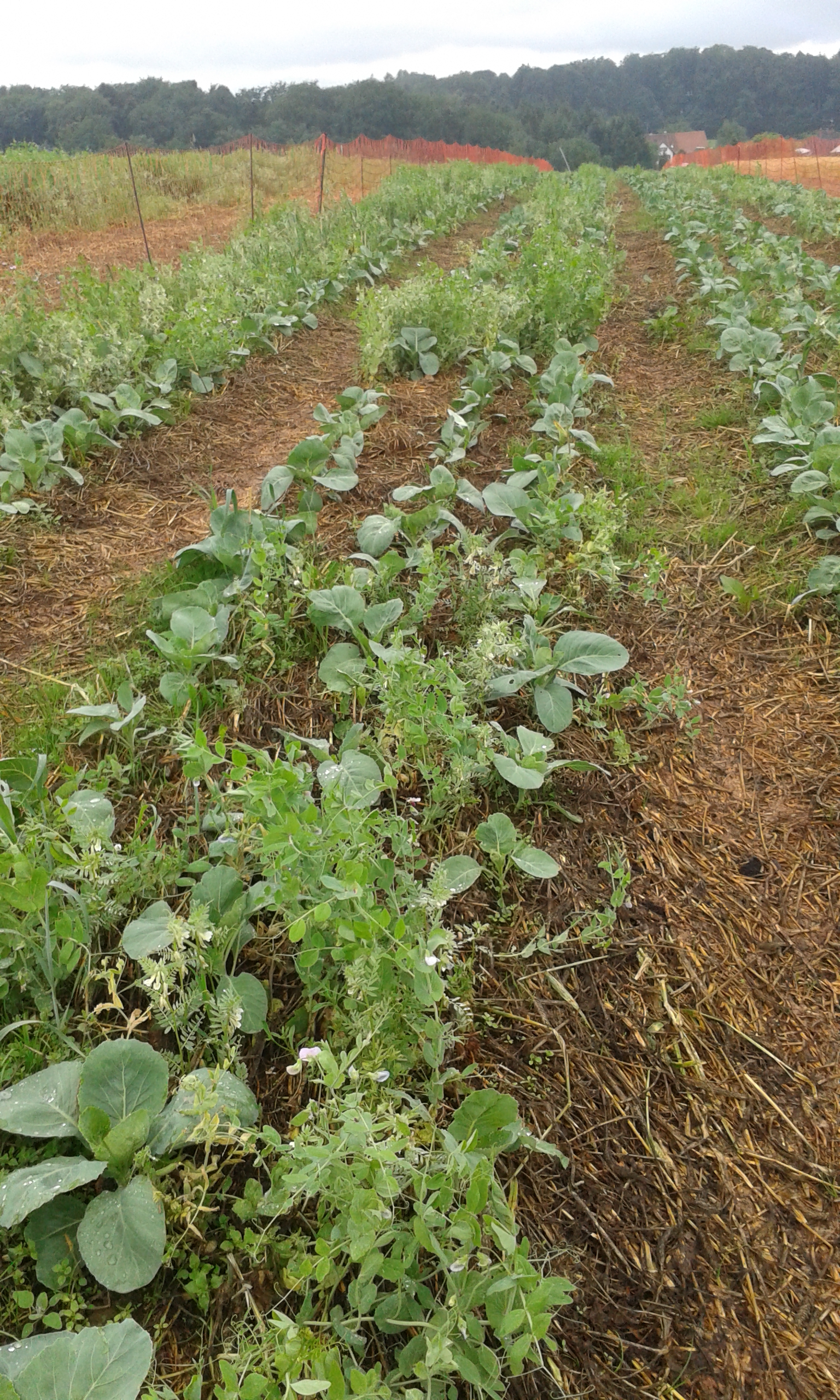 Kohl in wieder aufgestandenem Gemenge A. Heckenberger LTZ