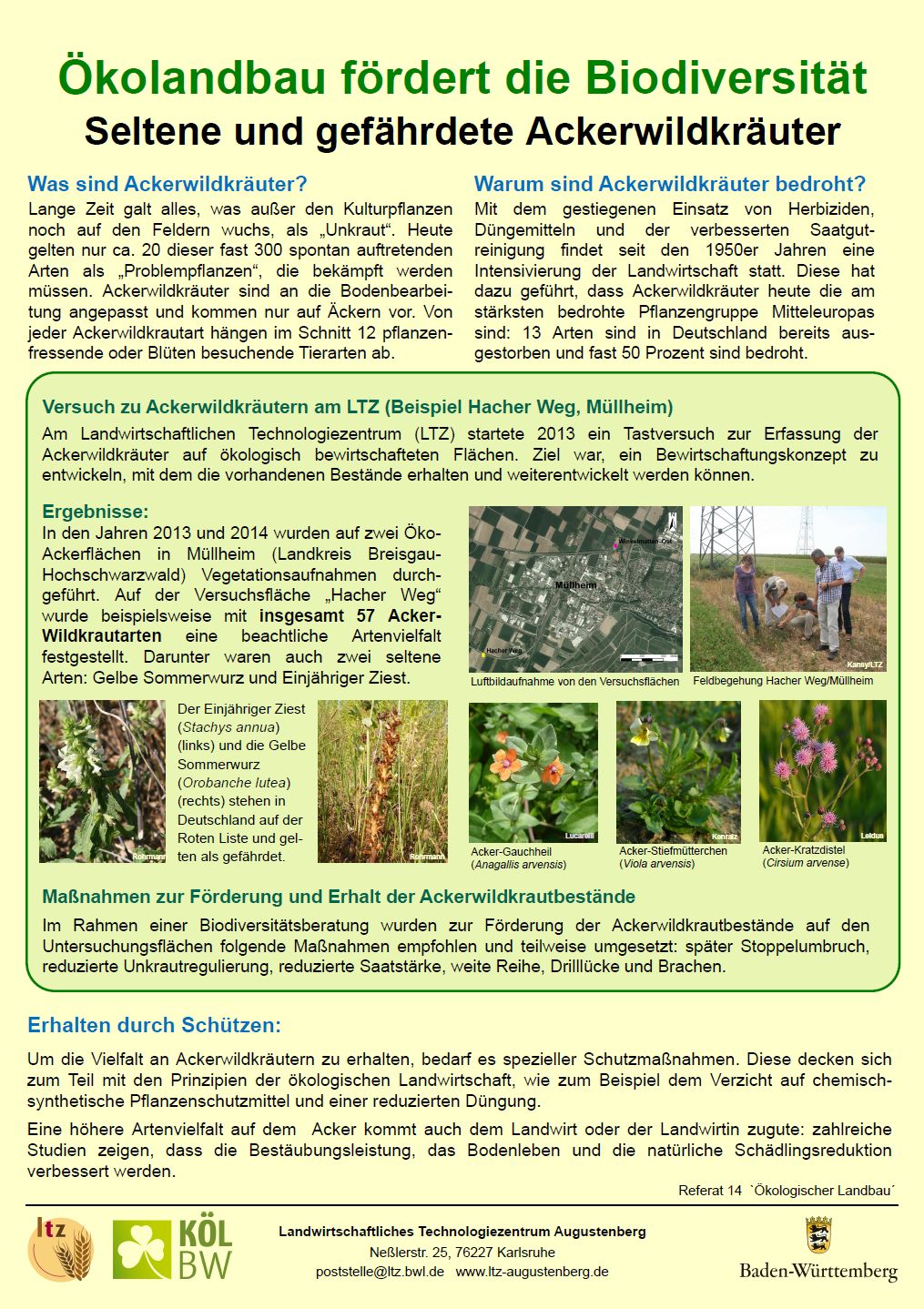 Poster-Ackerwildkräuter