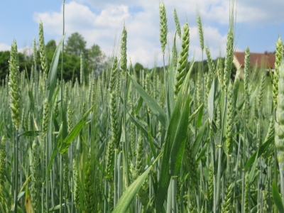 Weizen Composite Cross Population OQ-I, Foto: Haak/LTZ Foto: Annette Haak/LTZ