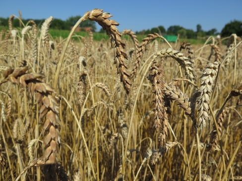 Die Composite Cross Population Liocharls, Foto: Haak/LTZ Foto: Annette Haak