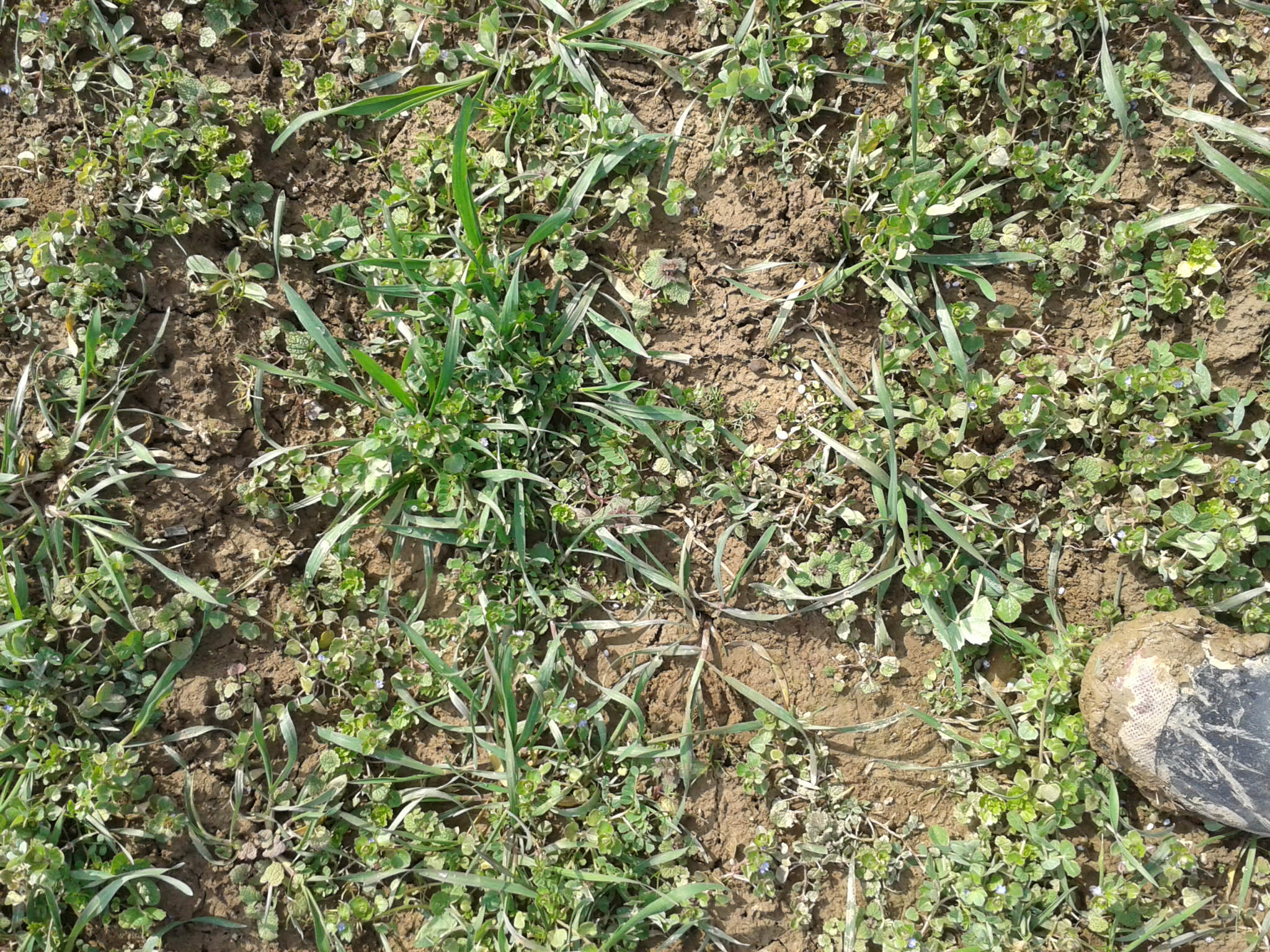 Gemenge Foto: A. Heckenberger LTZ