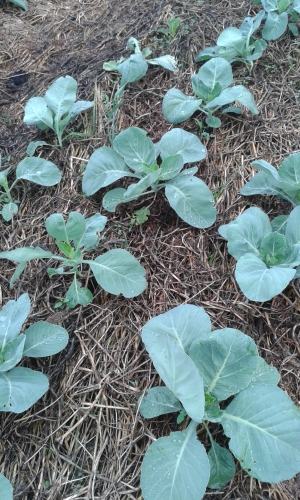 Drei Wochen nach Pflanzung A. Hekcenberger LTZ