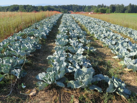 Gut entwickelter Weißkohl Foto: LTZ