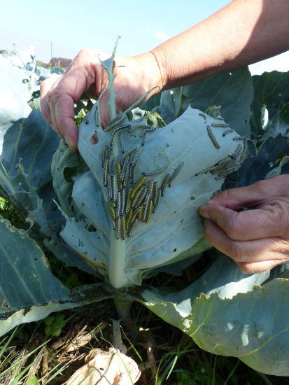 Raupen Großer Kohlweißling