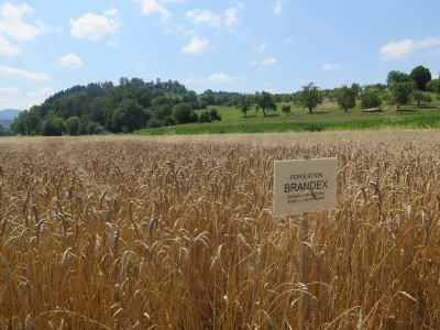 Sortenschild "Brandex". Foto: A. Haak/LTZ Sortenschild „Brandex“. Foto: A. Haak/LTZ