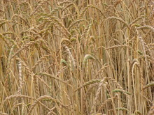 Dinkelfeld kurz vor der Druschreife