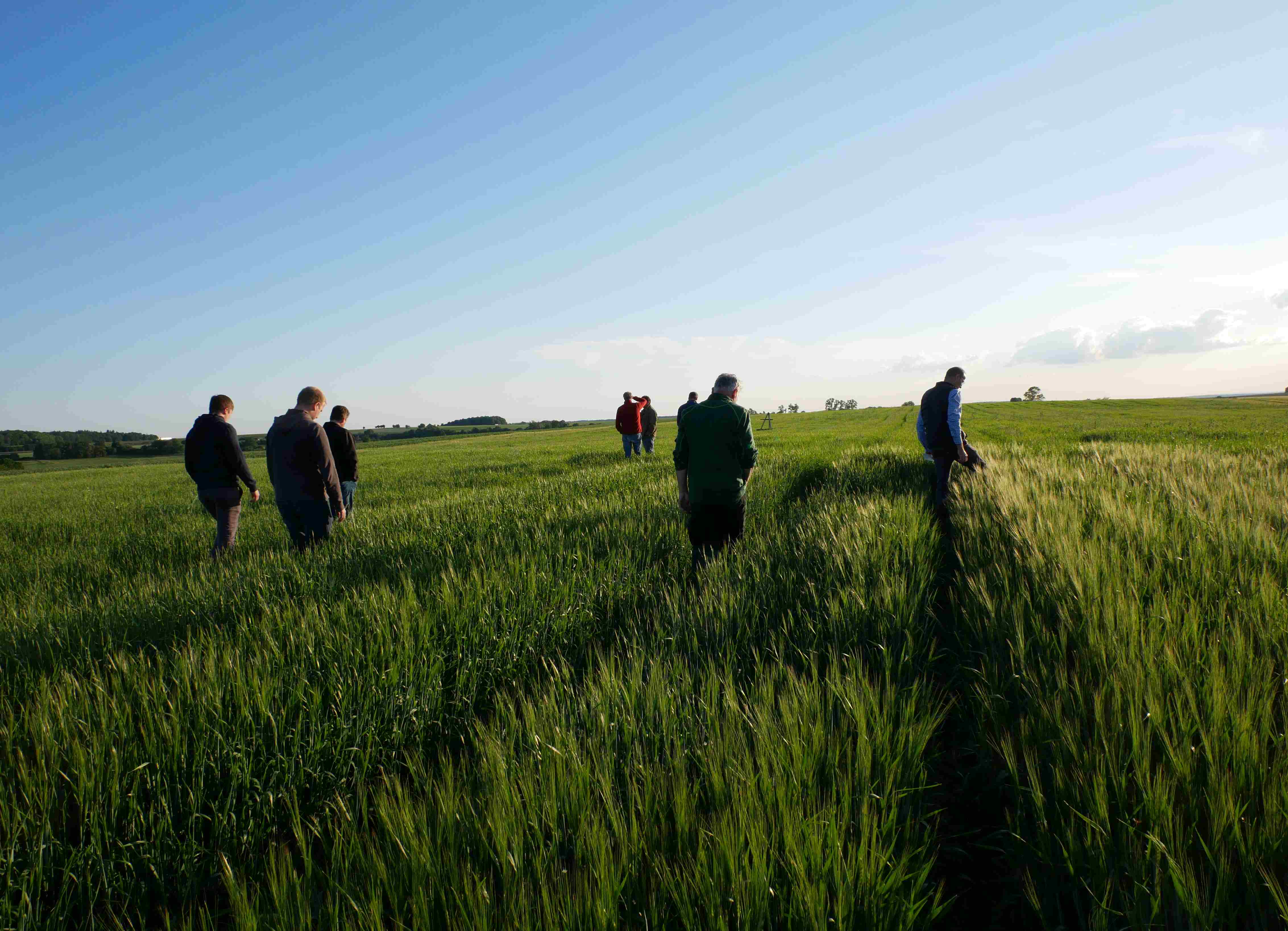 Mehrere Personen begutachten ein Getreidefeld im Abendlicht
