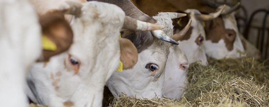 Biokühe beim Fressen