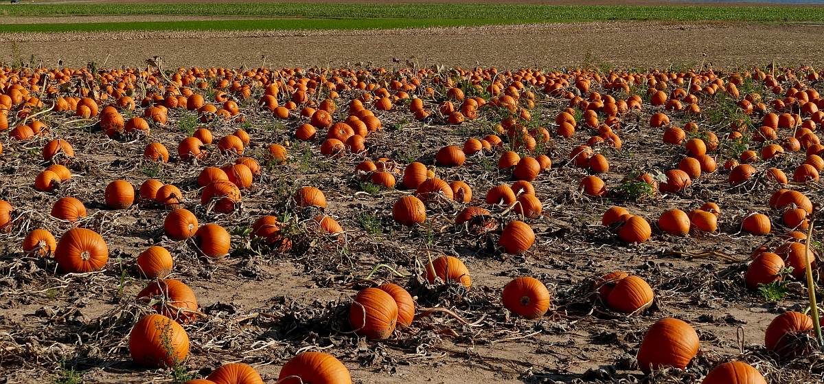 Reife Kürbise liegen verstreut auf dem Feld