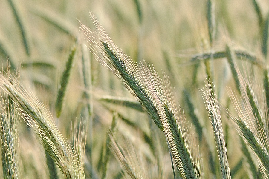 Roggenähren im Abendlicht