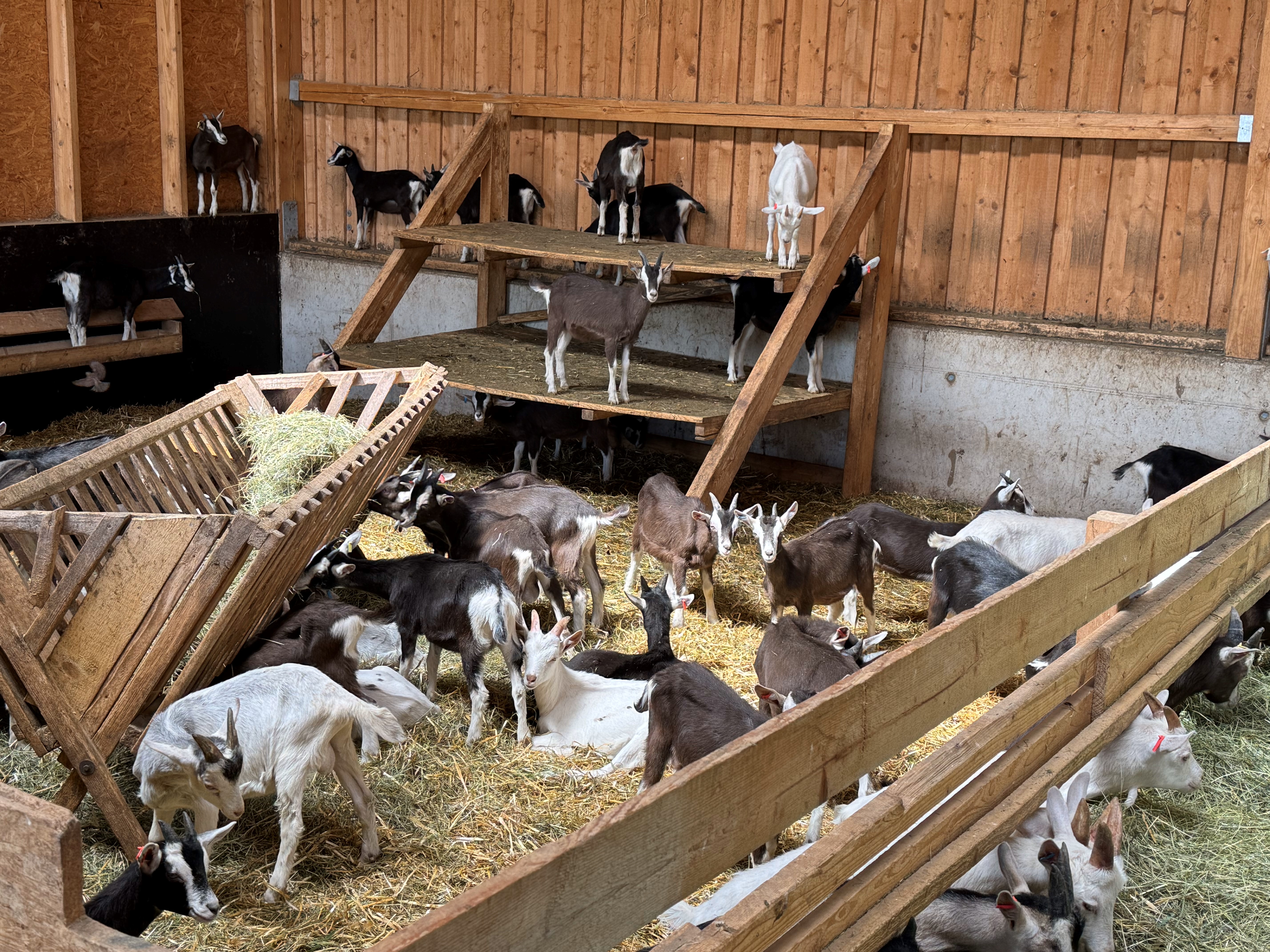 Zicken und Zicklein im Stall
