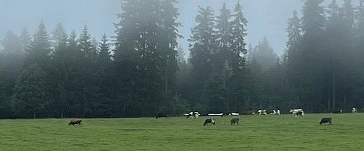 Schwarz-weiße Kühe auf grüner Wiese vor nebelverhangenem Wald