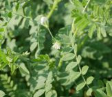 Kichererbsen-Pflanze mit Hülsen