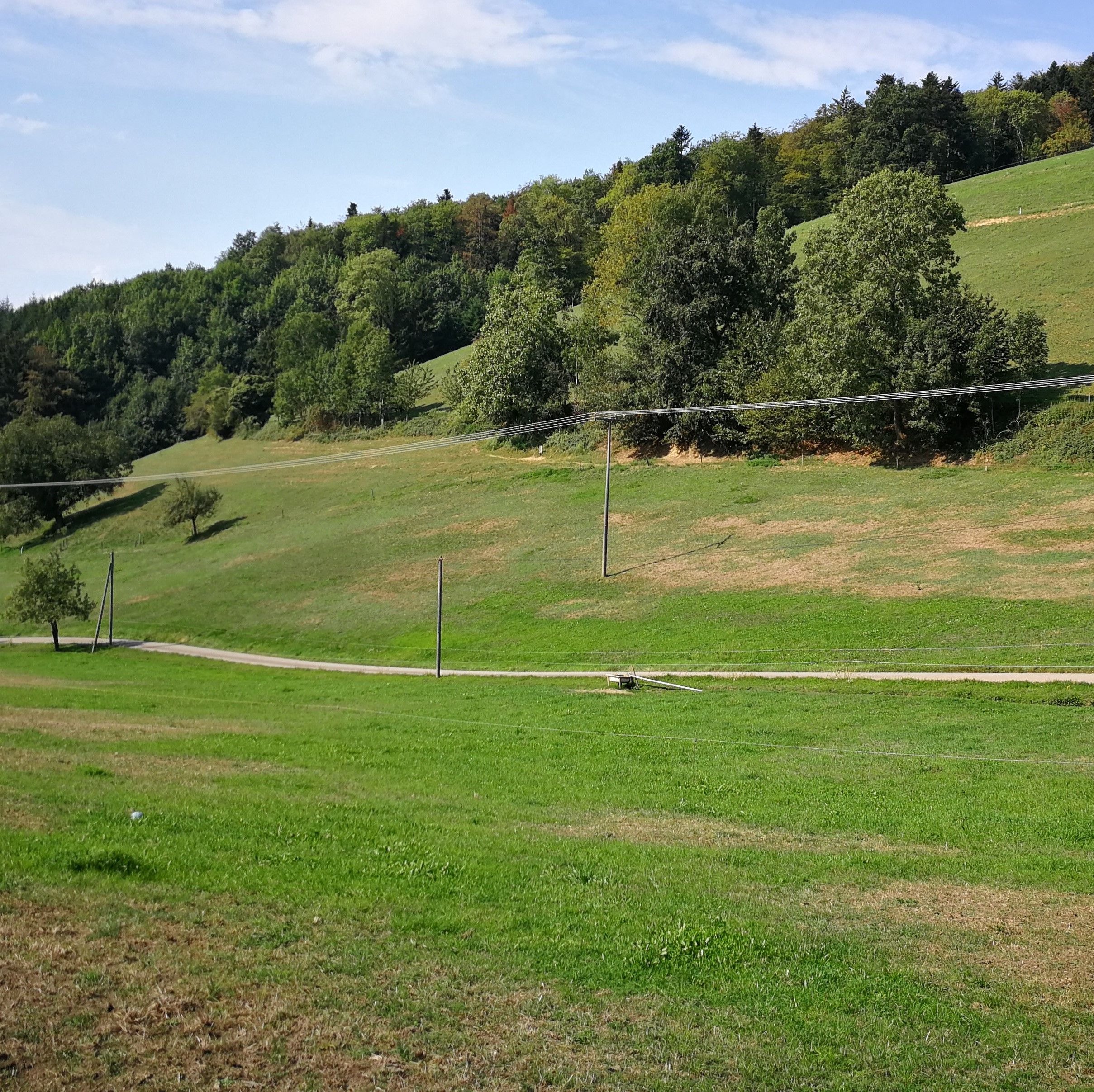 Durch Engerlinge des Junikäfers geschädigtes Grünland im Herbst 2020. Auf den ersten Blick leicht mit einem Trockenschaden zu verwechseln.