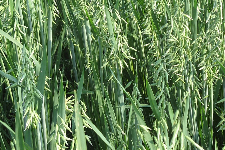 Grüner Hafer
