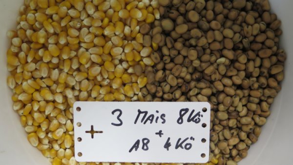 Foto vom Saatgut von Mais und Ackerbohne