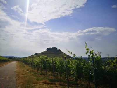 Weg durch Weinberge - Bild: Appenzeller/LEL