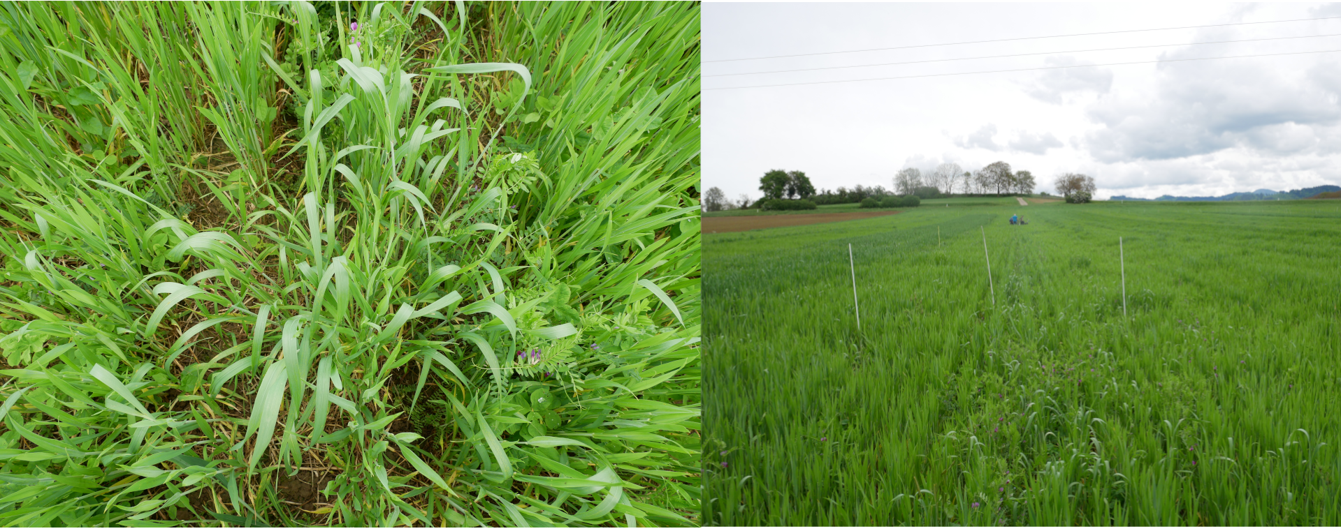 Variante Direktsaat Nah-und Fernaufnahme