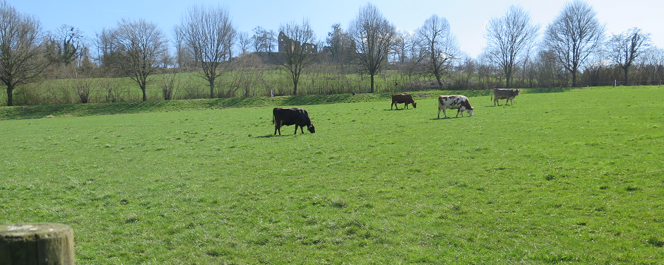 Beweidung auf den Flächen des Hofguts Domäne Hochburgmit. Im Hintergrund die Burgruine Hochburg.