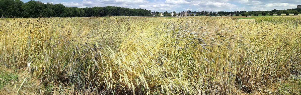 Emmerfeld wiegt im Wind