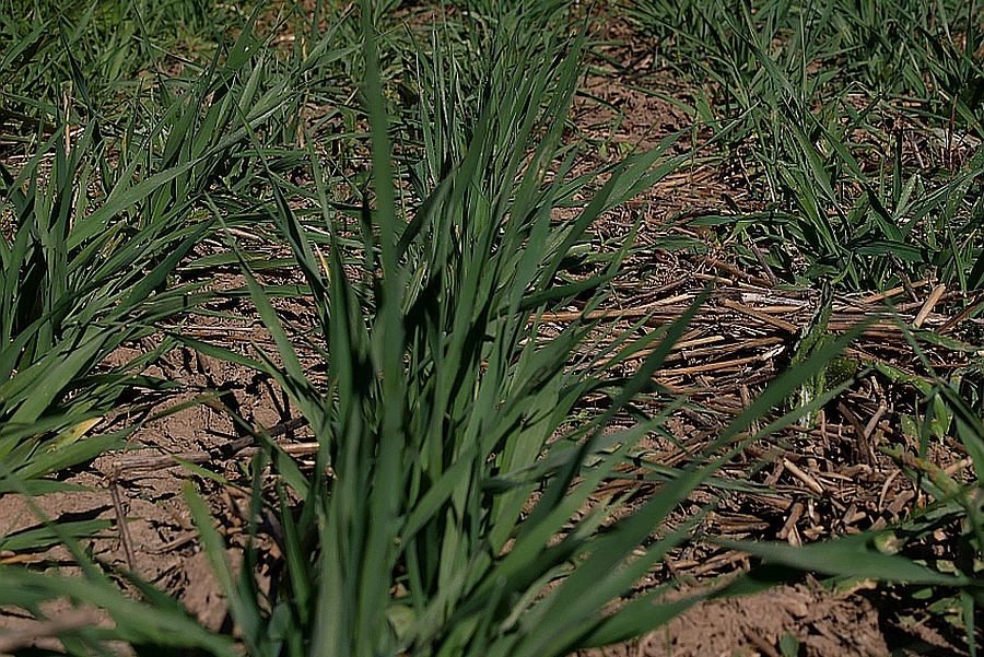 Sommergerste vor dem Schossen