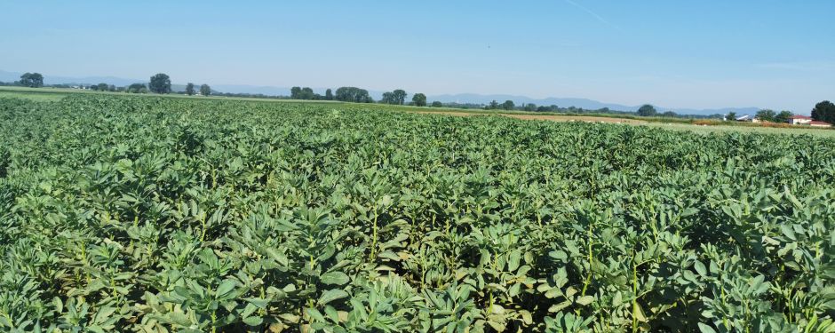 Bestand LSV Ackerbohne in Forchheim am Kaiserstuhl