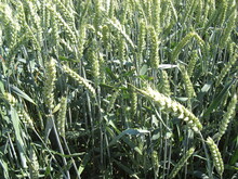 Noch grüner Sommerweizenbestand