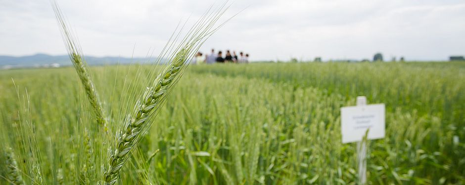 Dinkelfeld mit Sortenschild und eine Gruppe von Fachschülern im Hinrtergrund