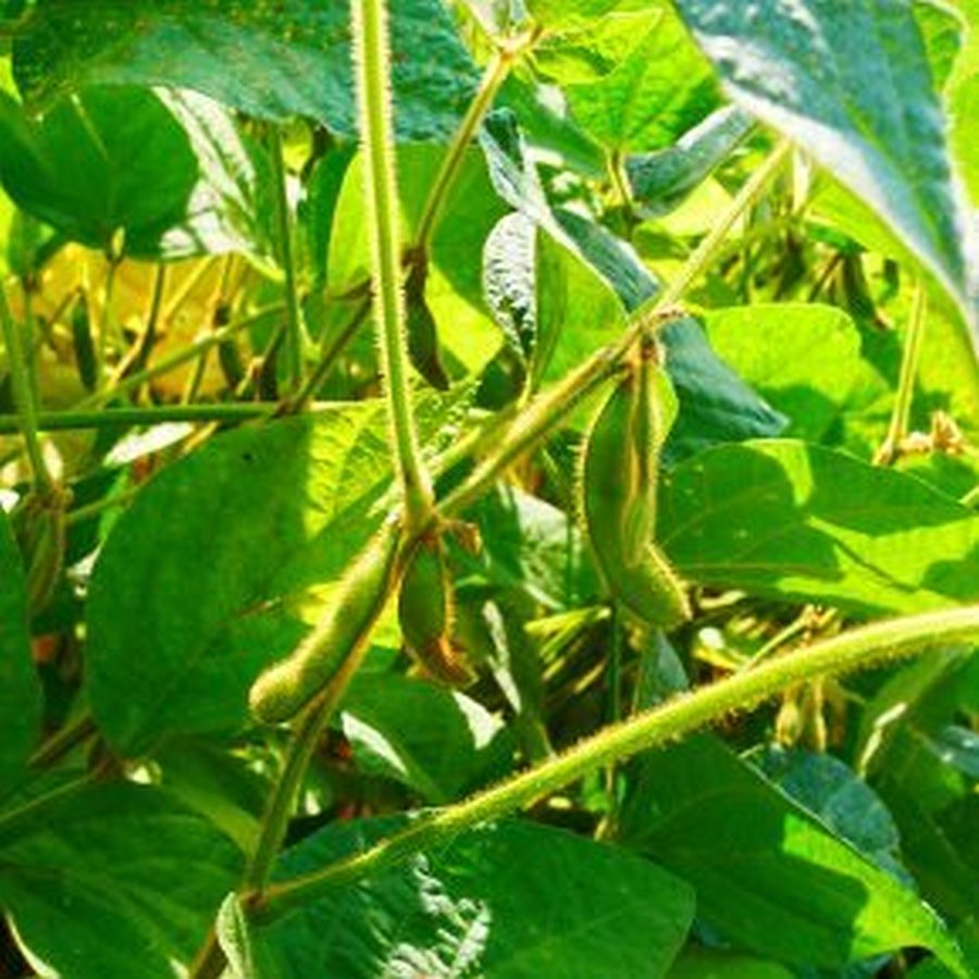 leuchtend grüne Sojapflanzen