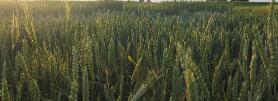 Blick auf den noch grünen Weizenbestand mit Composite Cross Populationen